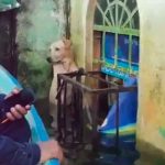 Marina adopta a perrito que rescataron de las inundaciones en Tabasco, México mexico