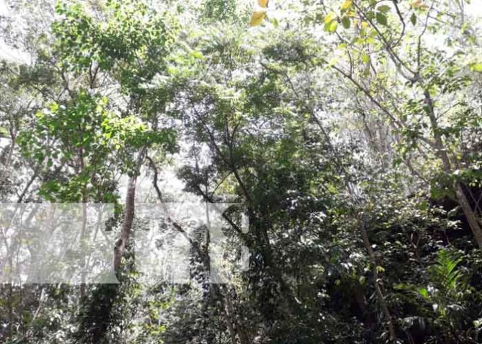 nicaragua, rio san juan, reservas silvestres,