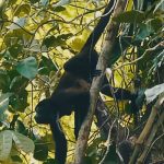 Ratifican como reserva silvestre la finca Domitila en Nandaime nicaragua