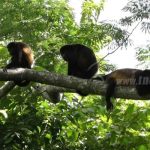 Declaran reserva silvestre privada en comunidad Río Chiquito, Nandaime nicaragua