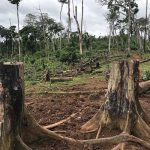 12 millones de hectáreas de selvas tropicales se destruyeron en el 2018 deforestacion