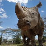 Científicos crean embriones híbridos para salvar especie de rinoceronte blanco estados unidos