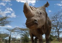 Científicos crean embriones híbridos para salvar especie de rinoceronte blanco estados unidos