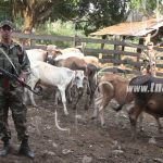 Ejército de Nicaragua recupera ganado robado en Paiwas RACCS nicaragua