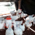 Venta de pollo: Principal ingreso económico para una familia en Morrito nicaragua