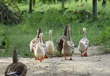 La «inquietante» ‘risa’ de un pato que revoluciona las redes animales
