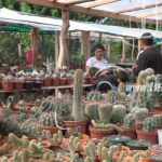 Emprendimiento con plantas de cactus todo un éxito en Rivas nicaragua