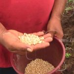 Agricultores listos para siembra de primera en Rivas nicaragua