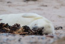 Focas muertas o perdidas aparecen en la costa este de EE.UU.