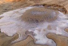 Encuentran medusas derretidas por altas temperaturas en Australia nicaragua