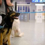 Rusia adiestra a perros para detectar a pasajeros infectados de COVID rusia