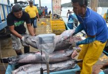 Sector pesca de San Juan del Sur experimenta buenos resultados nicaragua