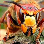 Por primera vez capturan un avispón ‘asesino’ en Washington estados unidos