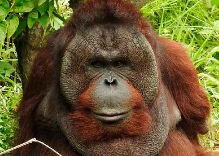 s1_KwqprR1 indonesia