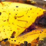 «El dinosaurio más pequeño jamás encontrado en el mundo»