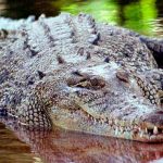 Hombre rescata a un niño que se ahogaba en un canal lleno de cocodrilos jamaica