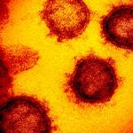 Científicos sugieren que el covid-19 podría ser más antiguo de lo que se creía estados unidos