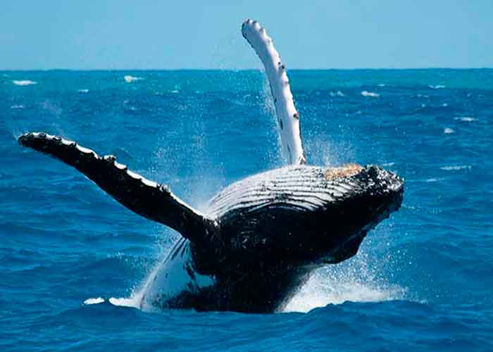 s1_xKyGD0L australia