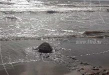 Fuerza Naval retornan a su hábitat a tortuga en peligro de extinción nicaragua