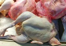 Un muerto y 32 estados afectados por el brote de Salmonella en EEUU estados unidos