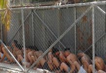 El Salvador inaugura centro de salud para reos enfermos crónicos y graves el salvador