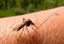BTI para el control del mosquito bit