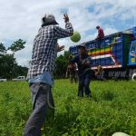 Sandías nandaimeñas llegan a mercados de Honduras y Costa Rica nicaragua