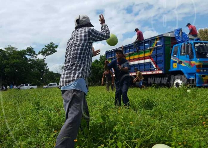 sandia-nandaime-03 nicaragua