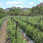 Productores de Estelí trabajan para mejorar cultivo de hortalizas nicaragua