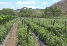 nicaragua
