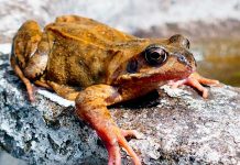 ¡Alerta! Hongo provoca extinción de 90 especies de anfibios hongo