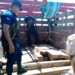 Fuerza Naval decomisa camión cargado con madera ilegal en la Isla de Ometepe nicaragua