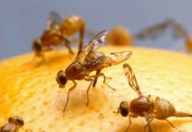 Cientificos descubren hongo que convierte a las moscas de la fruta en ‘zombis’ estados unidos