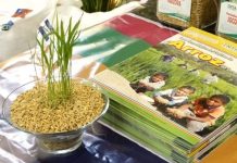 Realizan en Granada congreso sobre producción del arroz nacional nicaragua