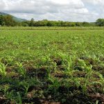 Semillas mejoradas para fortalecer la seguridad alimentaria en Nicaragua nicaragua