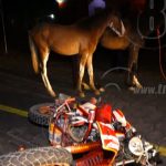 Ometepe: Animales sobre la carretera, un peligro de todos los días nicaragua