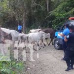 Policía recupera ganado robado en Matiguás, Matagalpa nicaragua