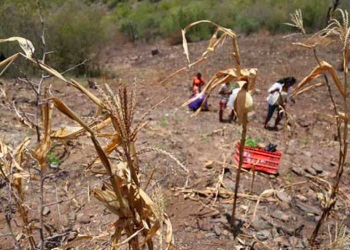 sequia-honduras honduras