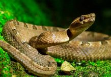 Filman a enorme serpiente comiéndose a si misma y final sorprende a todos filman