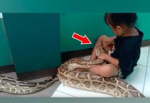 ¡Insólito! menor de 4 años cepilla colmillos de enorme serpiente (VIDEO)