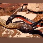 enfrentamiento de reptiles