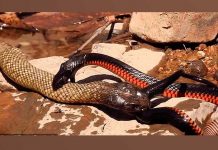 Dos serpientes luchan a muerte, mira que pasó al final enfrentamiento de reptiles