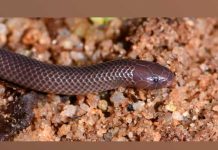 Sorprendente! La serpiente que esparce veneno sin abrir la boca sorprendente