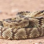 ¡Alerta! Cambio climático provoca que serpientes cascabel sean más peligrosas cambio climatico