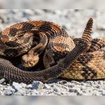 Veneno de una serpiente mata bacterias pero respeta células sanas veneno