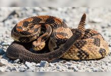 Veneno de una serpiente mata bacterias pero respeta células sanas veneno