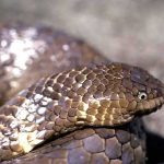 australia, serpente marina, animal extinto,