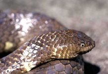 Reaparece serpiente marina venenosa dada por extinta en Australia australia, serpente marina, animal extinto,