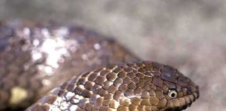 australia, serpente marina, animal extinto,