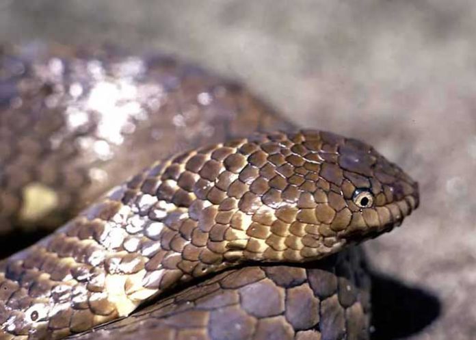 australia, serpente marina, animal extinto,